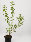 Borówka amerykańska DUKE | 3 letnia | Doniczka 2 Litry | 70cm