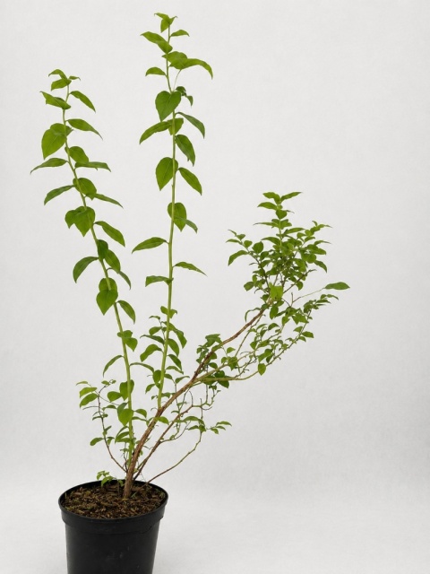 Borówka amerykańska DUKE | 3 letnia | Doniczka 2 Litry | 70cm