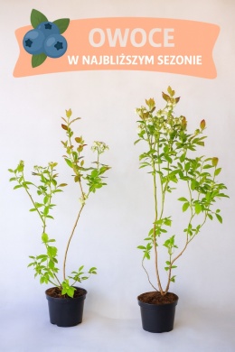Borówka amerykańska DUKE | 3 letnia | Doniczka 2 Litry | 70cm