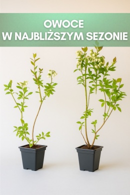 Borówka amerykańska DUKE | 3 letnia | Doniczka P9 0,5 Litra | 45cm