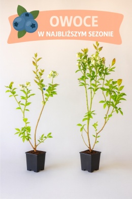 Borówka amerykańska DUKE | 3 letnia | Doniczka P9 0,5 Litra | 45cm
