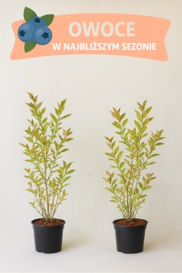 Borówka amerykańska EARLIBLUE | 3 letnia | Doniczka 1,5 Litra | 60cm