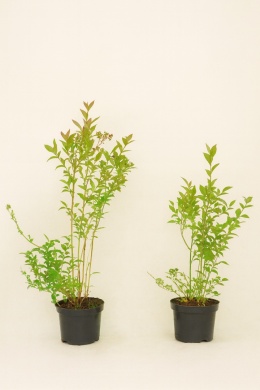 Borówka amerykańska EARLIBLUE | 2 letnia | Doniczka 1,5 Litra | 45cm