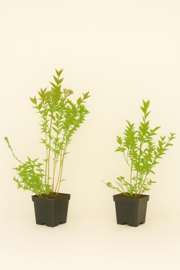 Borówka amerykańska EARLIBLUE | 2 letnia | Doniczka P9 0,5 Litra | 30cm