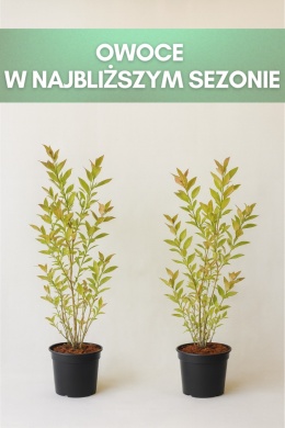 Borówka amerykańska EARLIBLUE | 3 letnia | Doniczka 2 Litry | 70cm