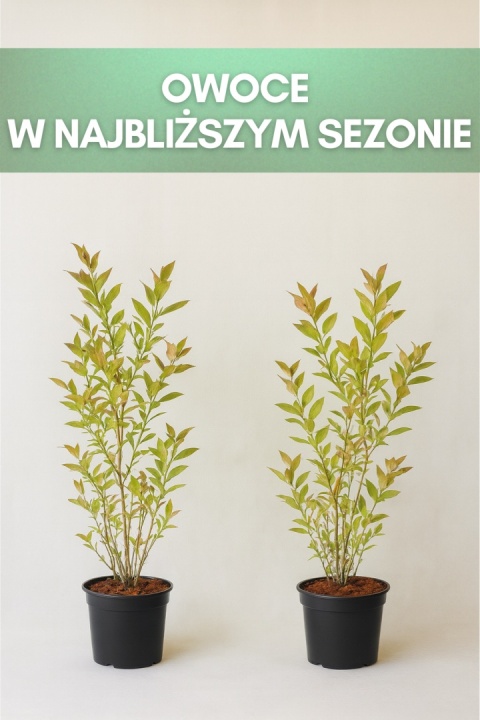 Borówka amerykańska EARLIBLUE | 3 letnia | Doniczka 2 Litry | 70cm