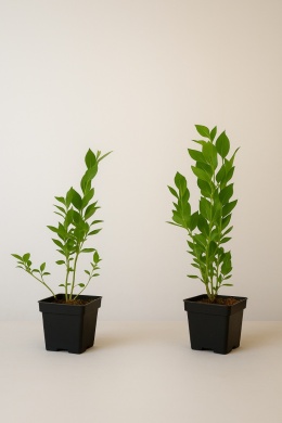 Borówka amerykańska ELIOT | 2-letnia | Doniczka P9 0,5 Litra | 30cm