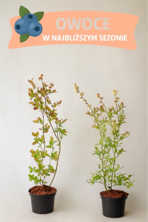 Borówka amerykańska ELIOT | 3-letnia | Doniczka 1,5 Litra | 60cm