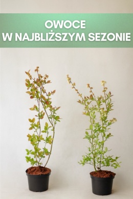 Borówka amerykańska ELIOT | 3-letnia | Doniczka 1,5 Litra | 60cm