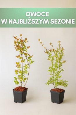 Borówka amerykańska ELIOT | 3-letnia | Doniczka P9 0,5 Litra | 45cm