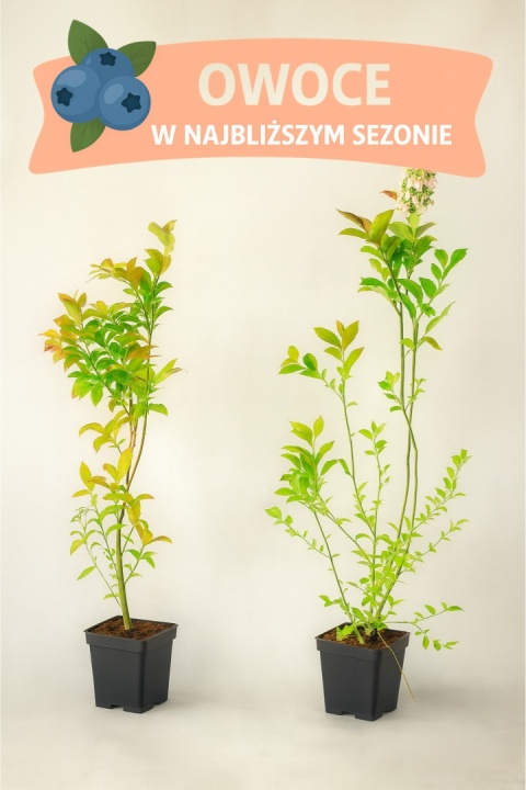 Borówka amerykańska NELSON | 3-letnia | Doniczka P9 0,5 Litra | 45cm