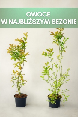 Borówka amerykańska NELSON | 3-letnia | Doniczka 2 Litry | 70cm