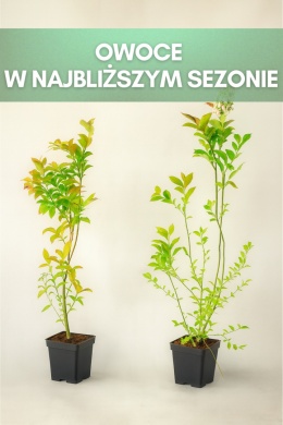 Borówka amerykańska NELSON | 3-letnia | Doniczka P9 0,5 Litra | 45cm