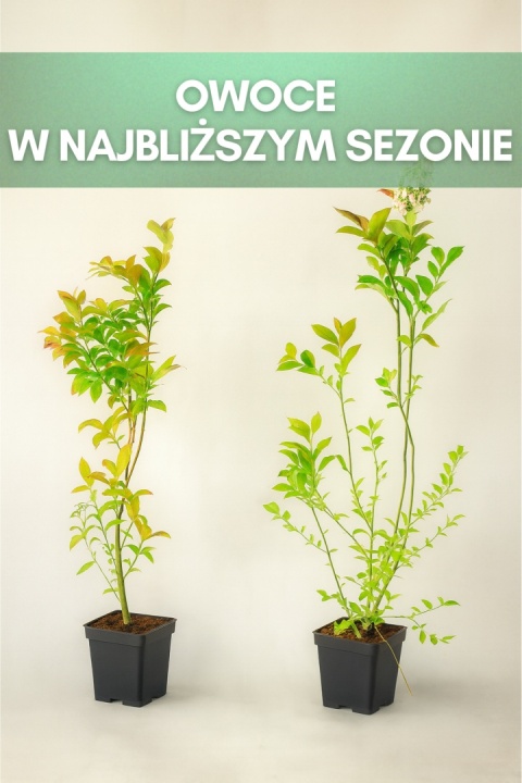Borówka amerykańska NELSON | 3-letnia | Doniczka P9 0,5 Litra | 45cm