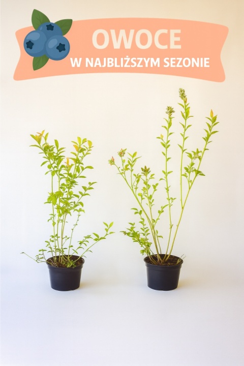 Borówka amerykańska PATRIOT | 3 letnia | Doniczka 1,5 Litra | 60cm