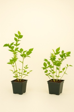 Borówka amerykańska PATRIOT | 2 letnia | Doniczka P9 0,5 Litra | 30cm