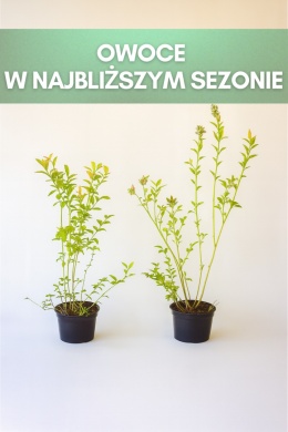 Borówka amerykańska PATRIOT | 3 letnia | Doniczka 2 Litry | 70cm