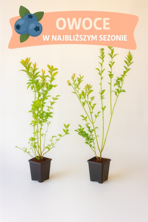 Borówka amerykańska PATRIOT | 3 letnia | Doniczka P9 0,5 Litra | 45cm