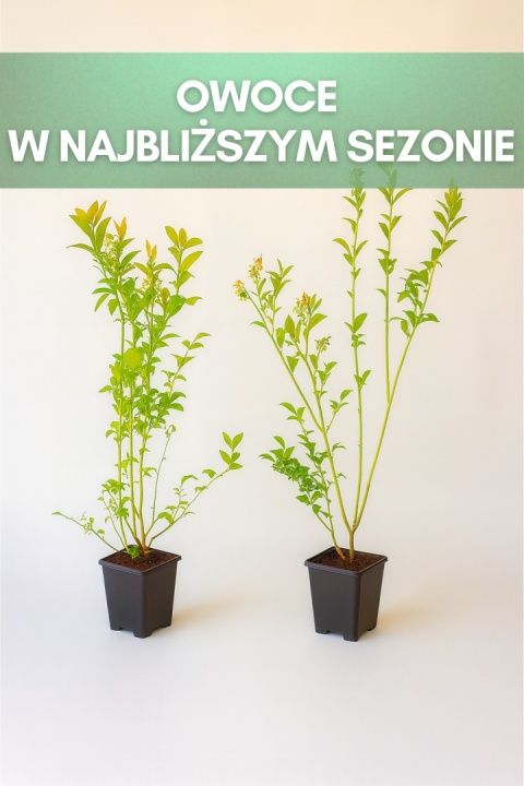 Borówka amerykańska PATRIOT | 3 letnia | Doniczka P9 0,5 Litra | 45cm