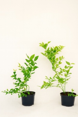 Borówka amerykańska SPARTAN | 2 letnia | Doniczka 1,5 Litra | 45cm