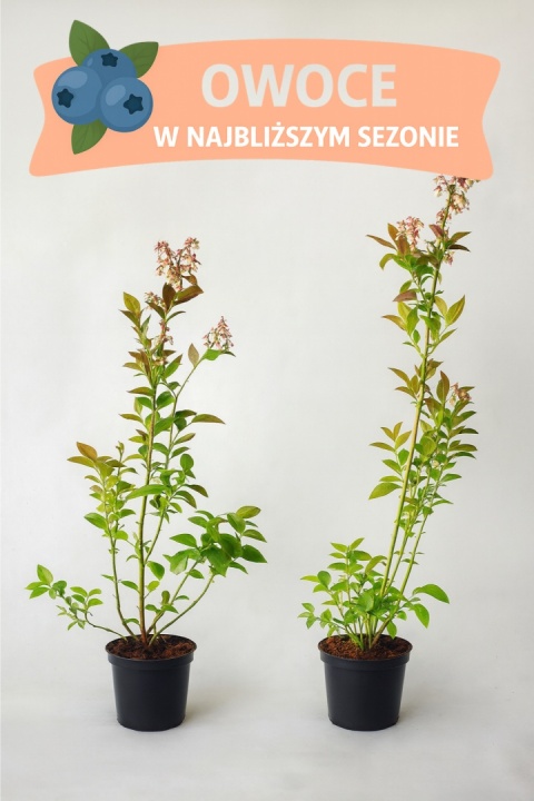 Borówka amerykańska SPARTAN | 3 letnia | Doniczka 1,5 Litra | 60cm