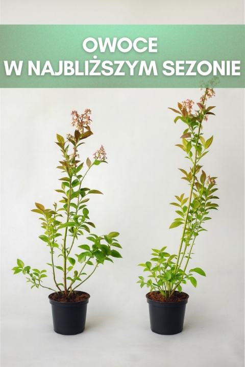 Borówka amerykańska SPARTAN | 3 letnia | Doniczka 1,5 Litra | 60cm