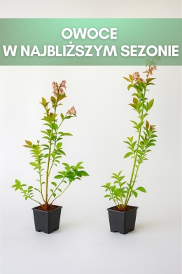 Borówka amerykańska SPARTAN | 3 letnia | Doniczka P9 0,5 Litra | 45cm