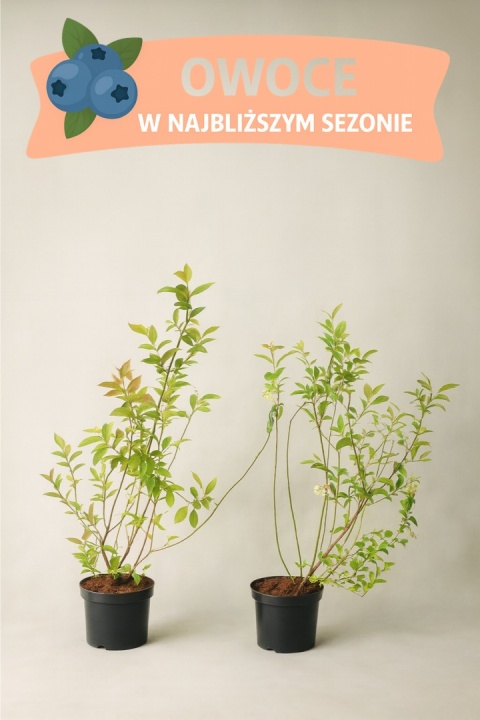 Borówka amerykańska TORO | 3-letnia | Doniczka 1,5 Litra | 60cm