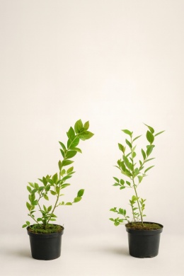 Borówka amerykańska BLUEJAY | 2-letnia | Doniczka 1,5 Litra | 45cm