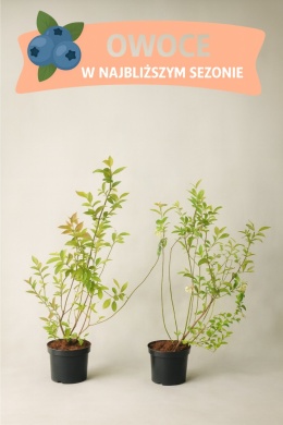 Borówka amerykańska TORO | 3-letnia | Doniczka 2 Litry | 70cm