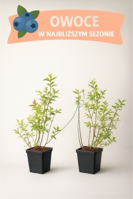 Borówka amerykańska TORO | 3-letnia | Doniczka P9 0,5 Litra | 45cm