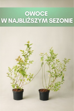 Borówka amerykańska TORO | 3-letnia | Doniczka 2 Litry | 70cm