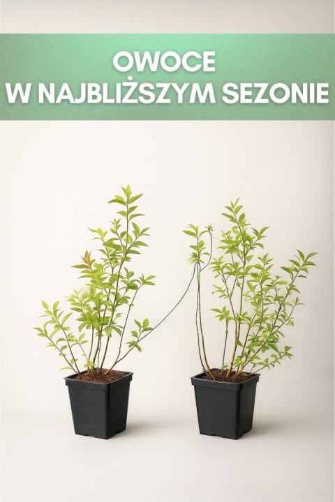 Borówka amerykańska TORO | 3-letnia | Doniczka P9 0,5 Litra | 45cm