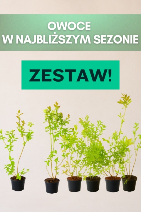 Borówki cały sezon! 2x DUKE, 2x BLUECROP, 2x CHANDLER | 3-Letnie | 1,5 Litra | 60 cm