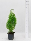 Tuja zachodnia SZMARAGD | 2-letnia | Doniczka P9 0,5 Litra | 40-45 cm