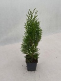 Tuja zachodnia SZMARAGD | 2-letnia | Doniczka P9 0,5 Litra | 40-45 cm