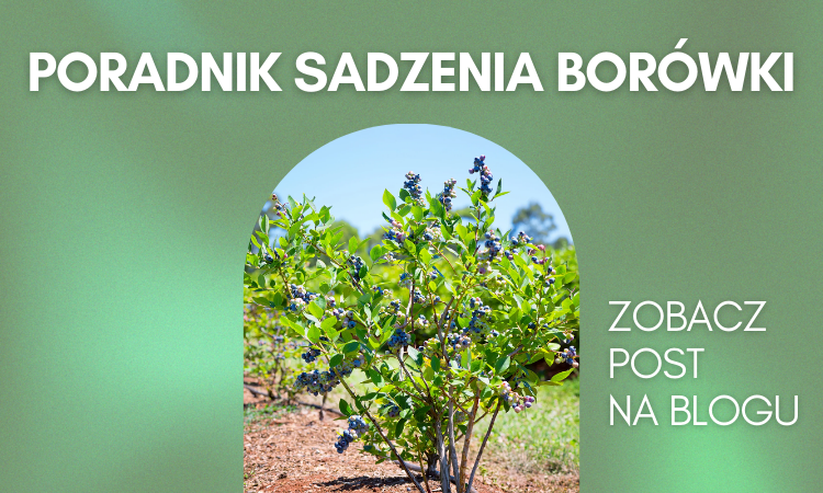 Praktyczny poradnik dla nowicjuszy