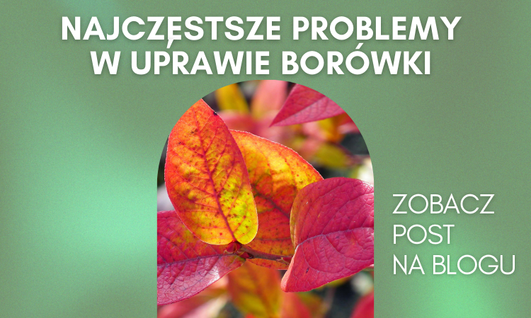 Najczęstsze problemy w uprawie borówki amerykańskiej, jak je rozpoznać i szybko naprawić.
